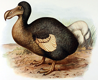 ডোডো পাখি